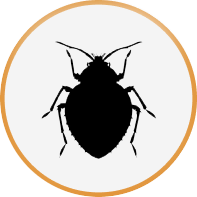 Bed-Bug